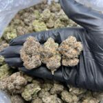 Close-up of Candy Gas weed strain trichomes