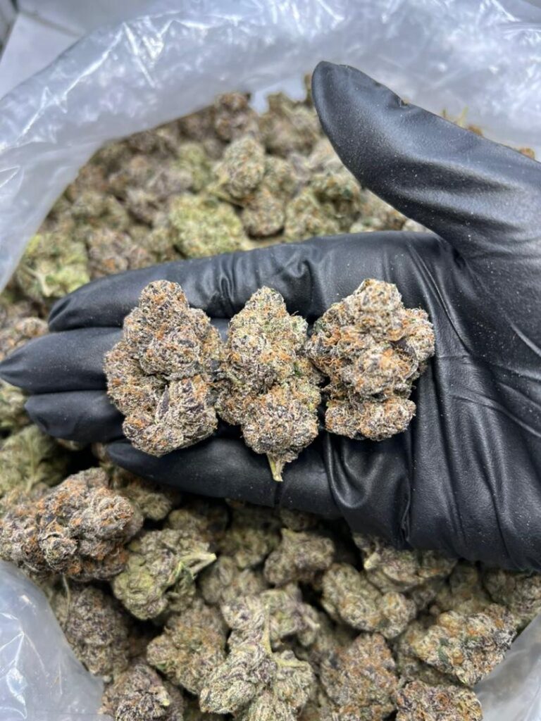 How To Grow Candy Gas. Candy Gas Daytime
