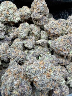 black ice weed strain Black Ice weed strain dark purple frosty buds