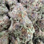 Indoor grown gas candy strain cannabis plant