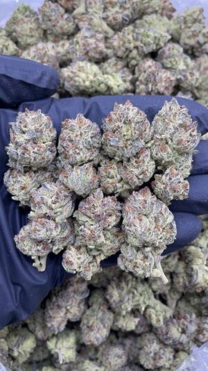 White cherry runtz strain dense frosted buds on black surface