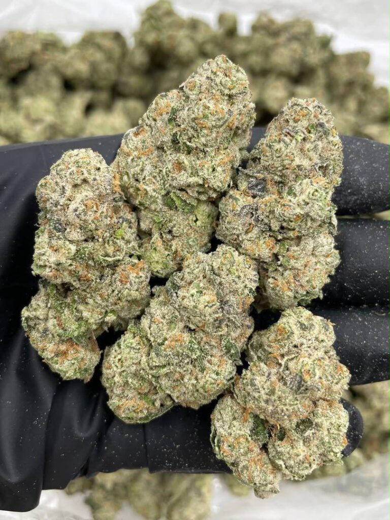 candy gas strain. Cannabis Strain Premium