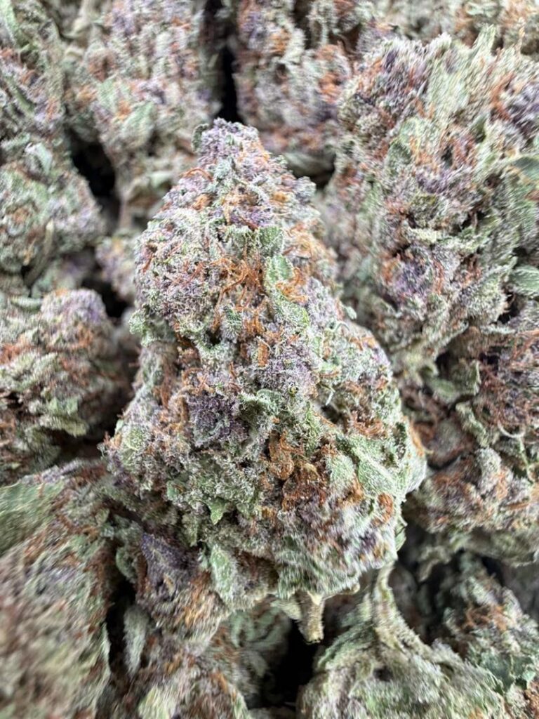 candy gas strain fruity buds showing orange strands attached