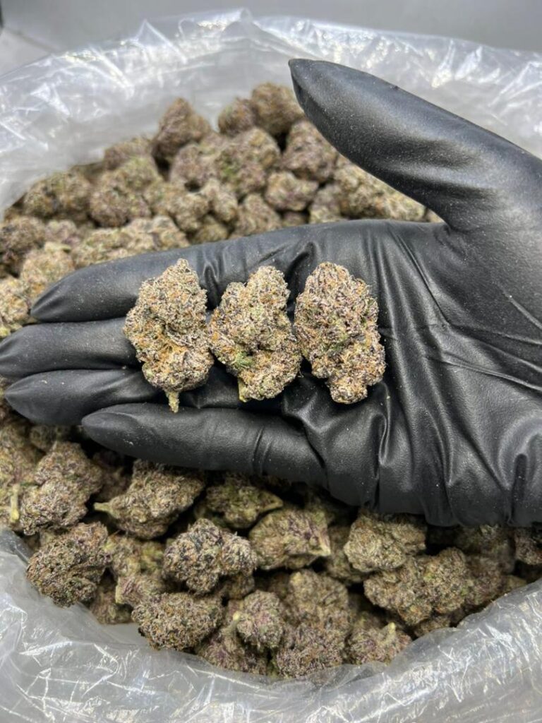 High-quality Candy Gas Strain showcasing crystal-coated premium buds