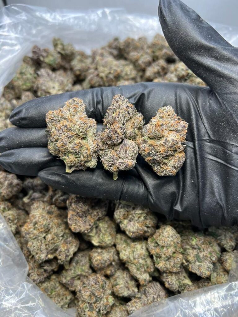 Candy Gas Strain hybrid flower with orange pistils and frosty trichomes