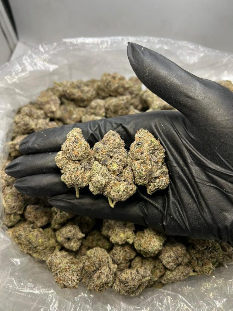 Freshly harvested Candy Gas Strain premium cannabis buds