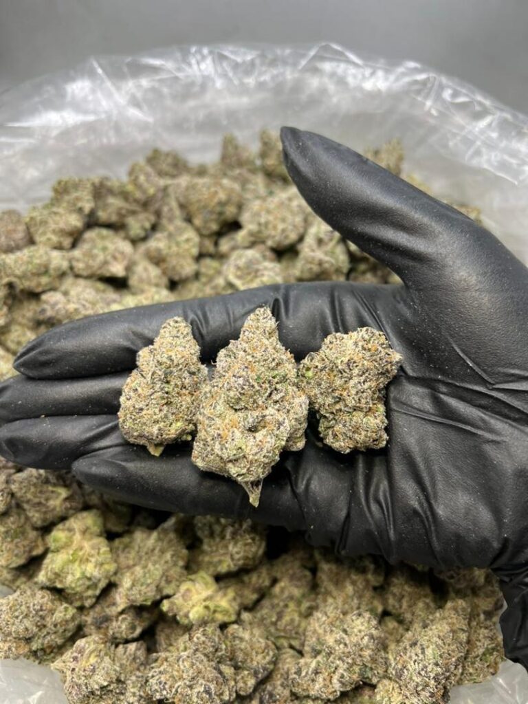 Top-shelf Candy Gas Strain with dense sticky buds