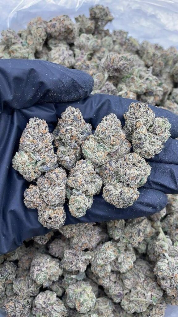 Candy Gas Strain indoor-grown cannabis flower with vibrant purple hues