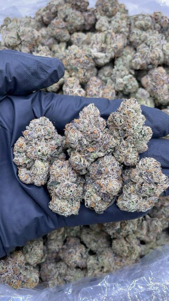 Candy Gas Strain premium cannabis flower with colorful frosty buds