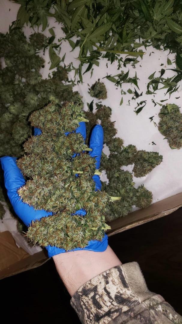 candy gas phenotype cuts. Dessert Cannabis Strains