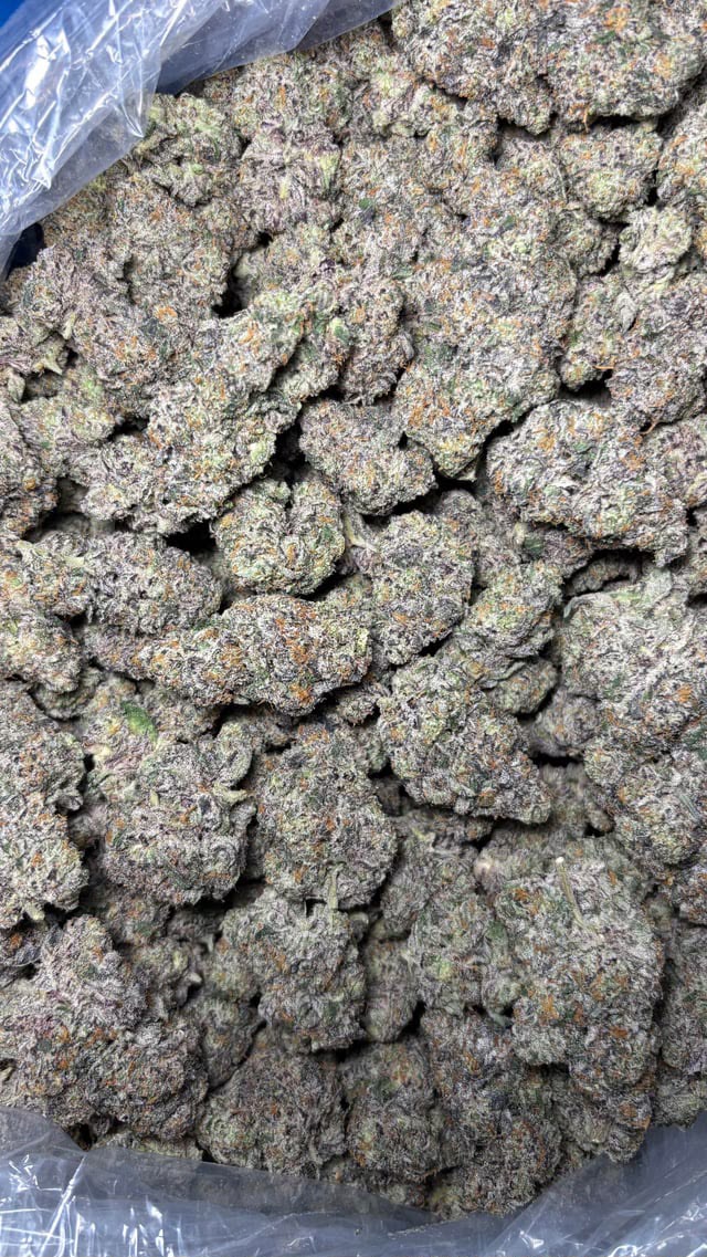 candy gas strain harvest display in bulk. Learn more about candy gas anxiety