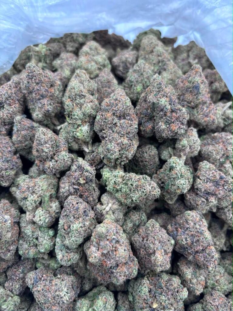 Candy gas strain Modern Cannabis Genetics