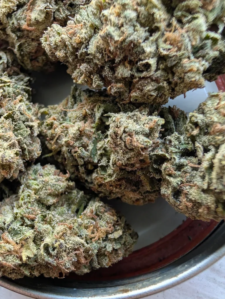 Cannabis Breeders harvest